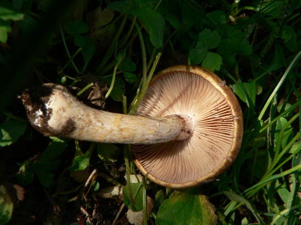 Cortinarius caninus e ??