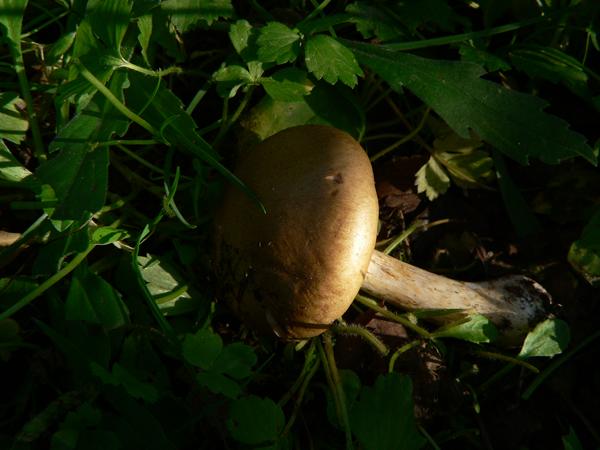 Cortinarius caninus e ??
