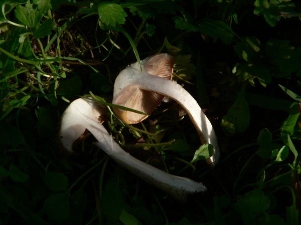 Cortinarius caninus e ??