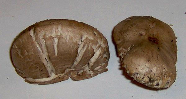 Agaricus bernardii ?? e Agaricus arvensis s.l. ??
