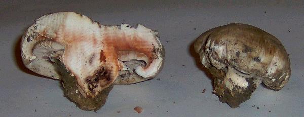 Agaricus bernardii ?? e Agaricus arvensis s.l. ??