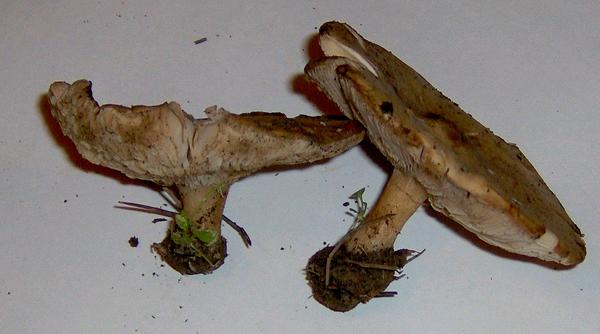 Agaricus bernardii ?? e Agaricus arvensis s.l. ??