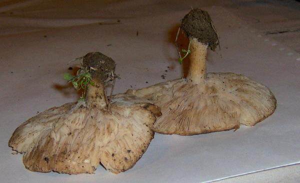 Agaricus bernardii ?? e Agaricus arvensis s.l. ??