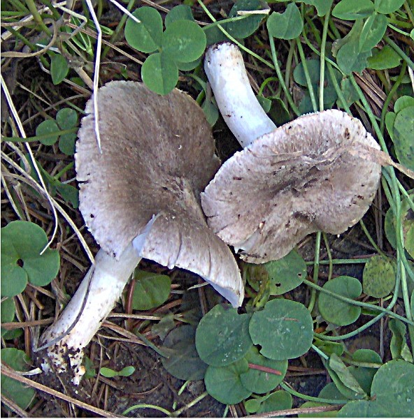 Tricholoma terreum ?