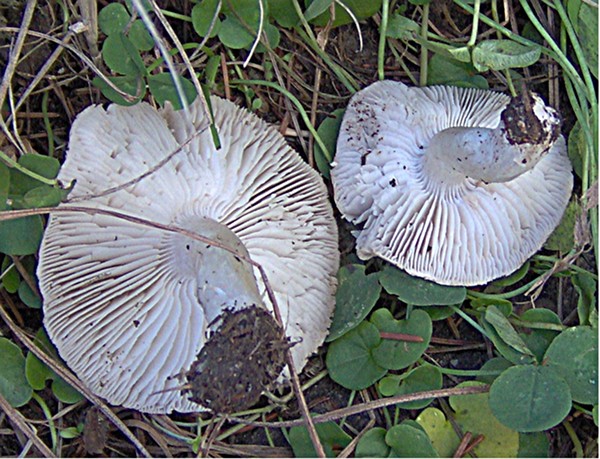 Tricholoma terreum ?