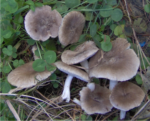 Tricholoma terreum ?