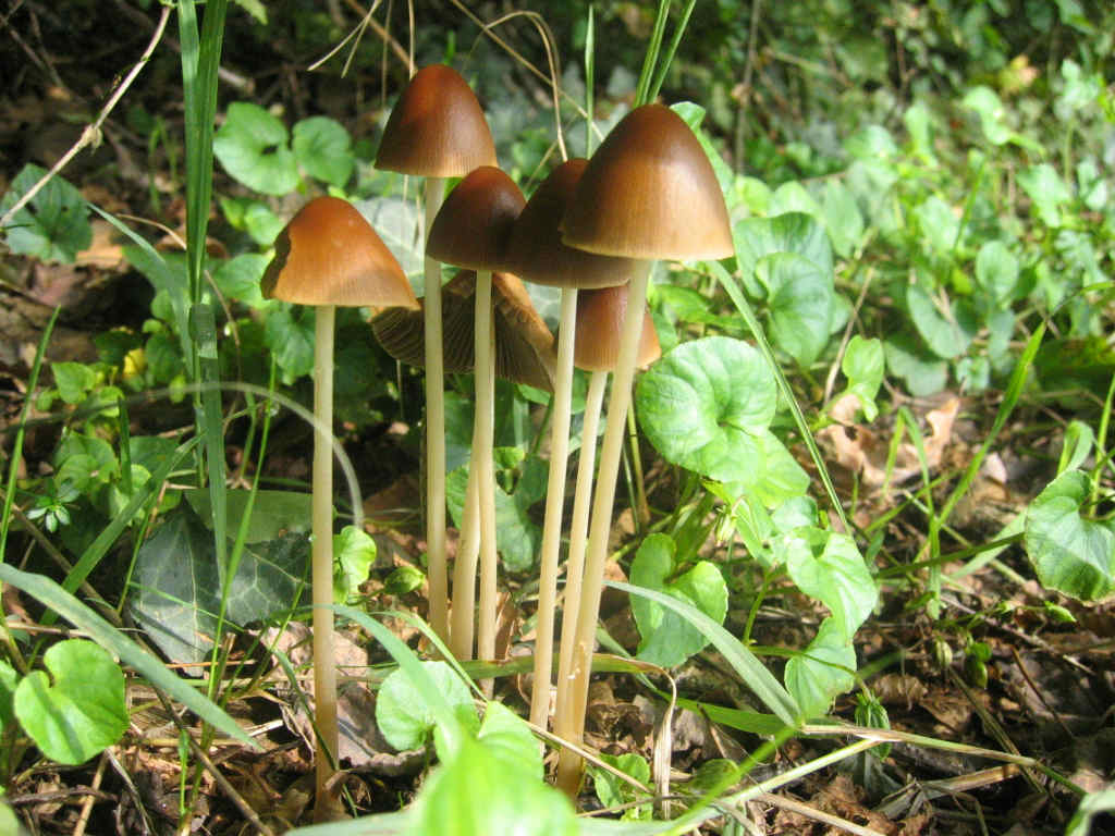 Psathyrella conopilus