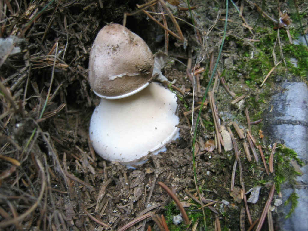 La nativit (Macrolepiota procera)