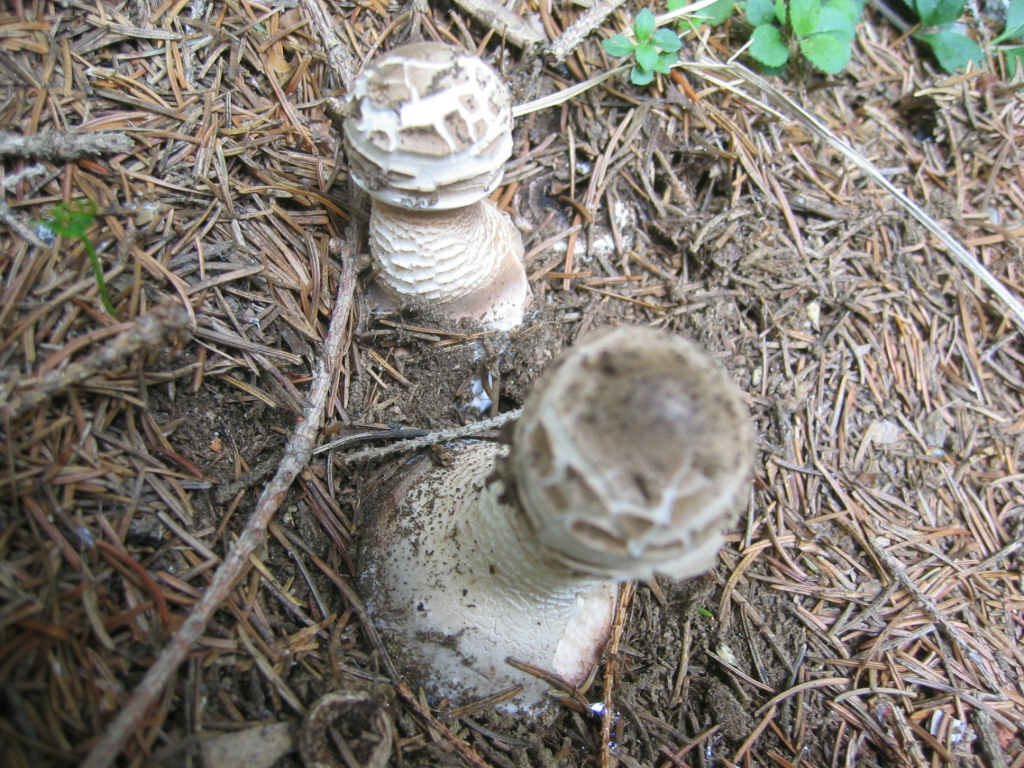 La nativit.... continua (Macrolepiota procera)