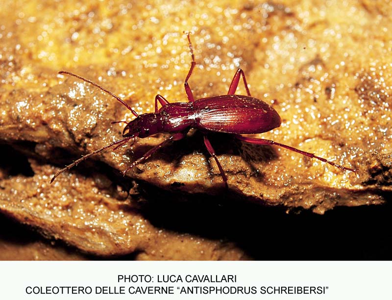 qualche animaletto dalle grotte