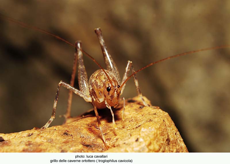 qualche animaletto dalle grotte