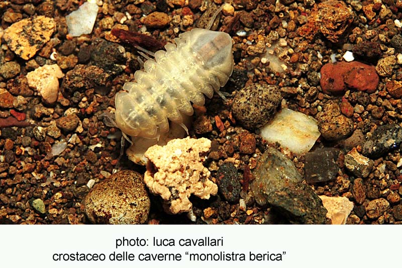 qualche animaletto dalle grotte
