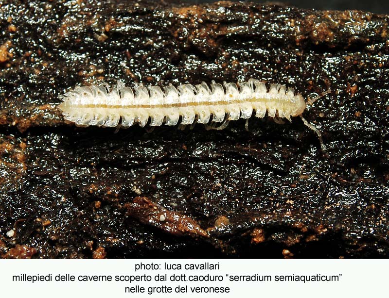 qualche animaletto dalle grotte
