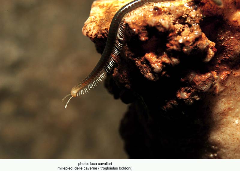 qualche animaletto dalle grotte