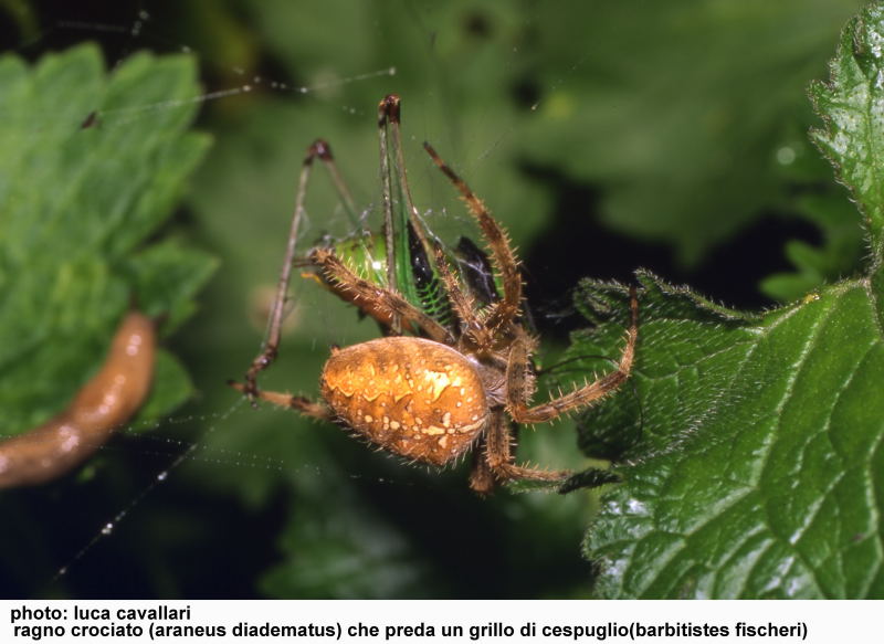 Araneus diadematus, incartamento preda