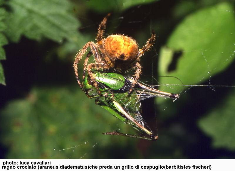 Araneus diadematus, incartamento preda