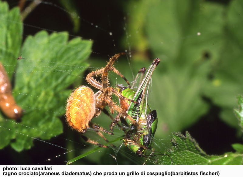 Araneus diadematus, incartamento preda