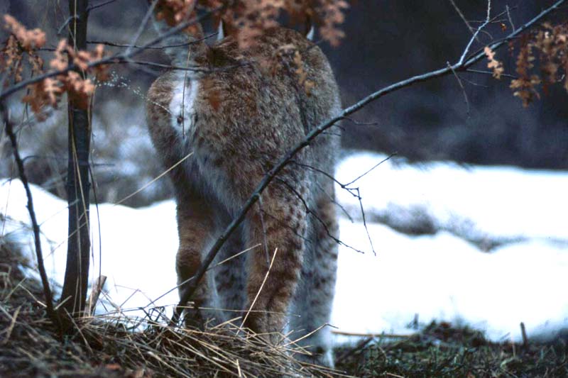 lince e linciotto sequenza gioco appennino anno 2004