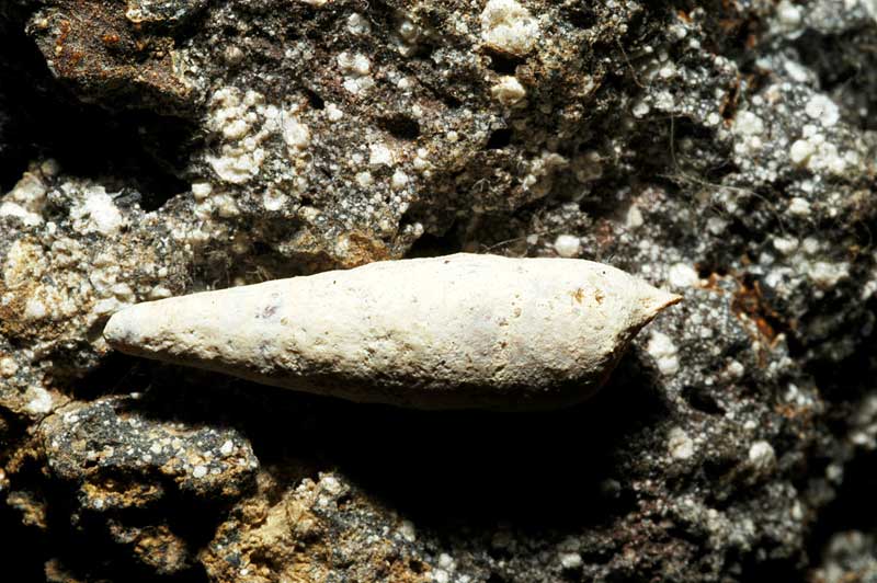 Primi scatti con il NIKON  Kit flash SB-R1C1 SBR1C1