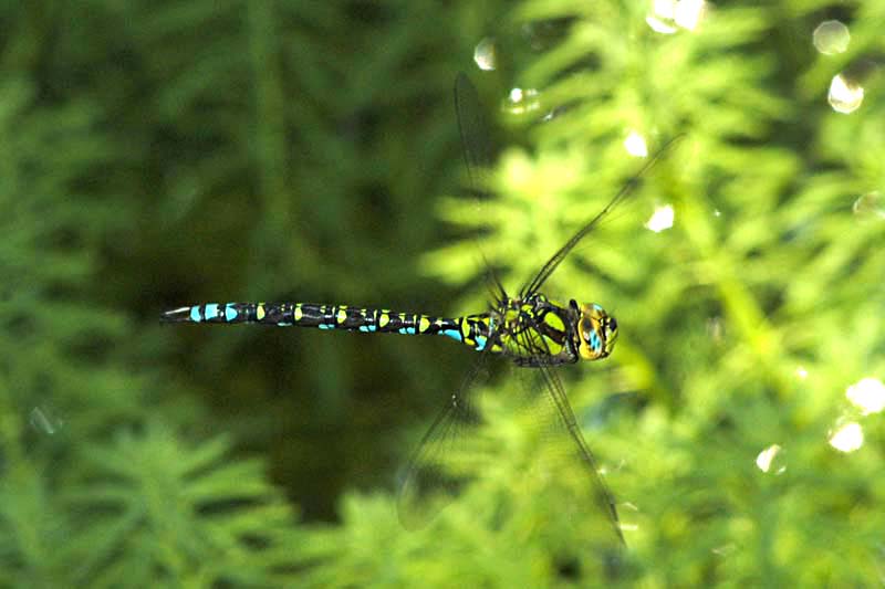 Aeshna cyanea maschio