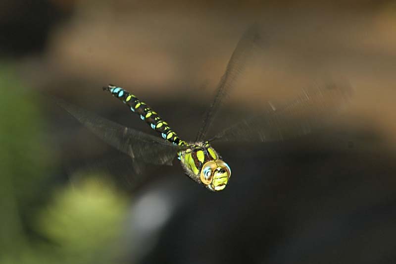 Aeshna cyanea maschio