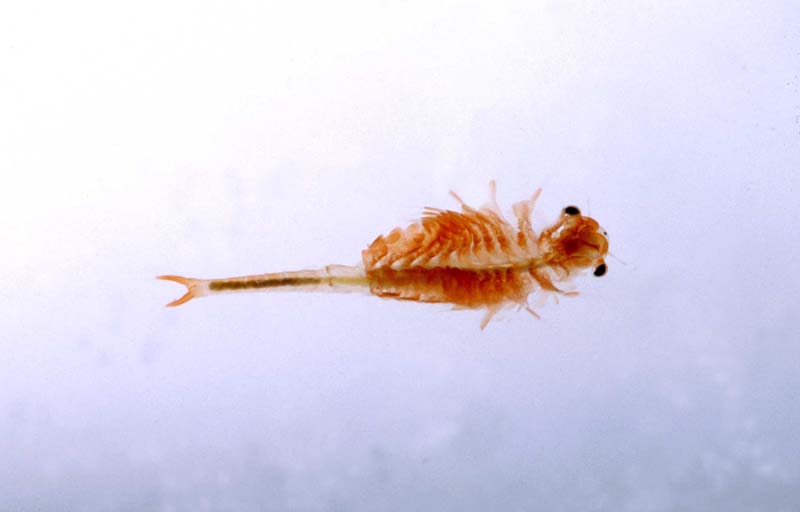 Chirocefalus  marchesonii