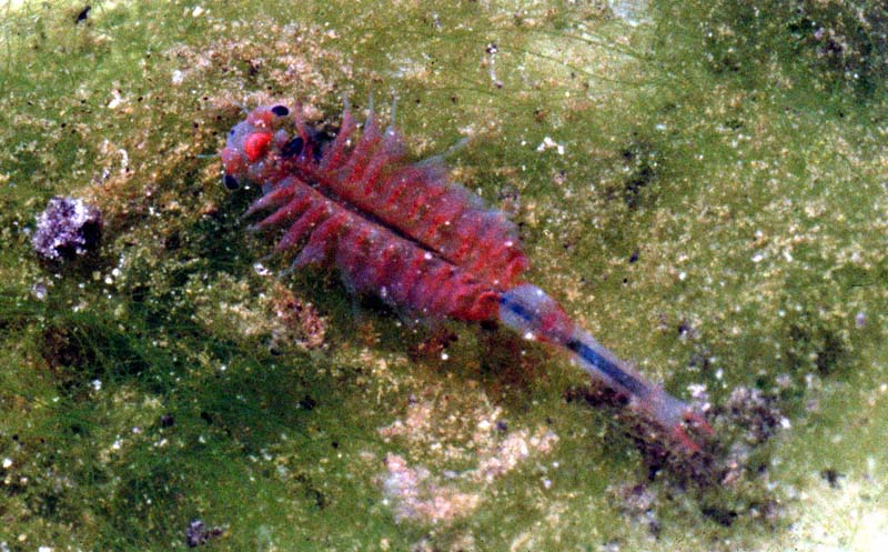 Chirocefalus  marchesonii