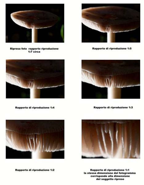 Per qualche foto macro