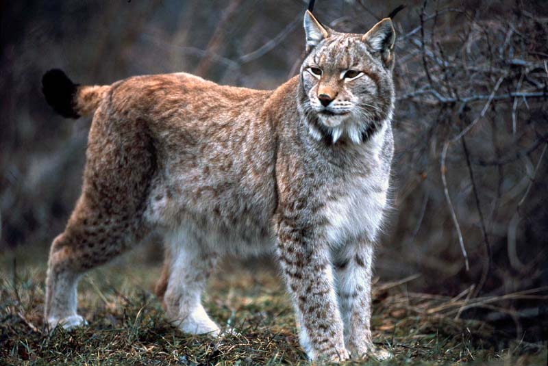 lince e linciotto sequenza gioco appennino anno 2004