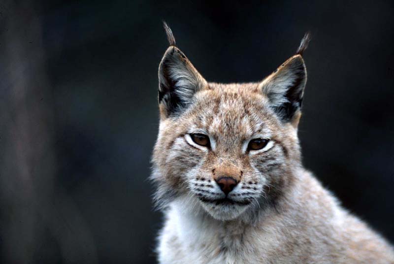 lince e linciotto sequenza gioco appennino anno 2004