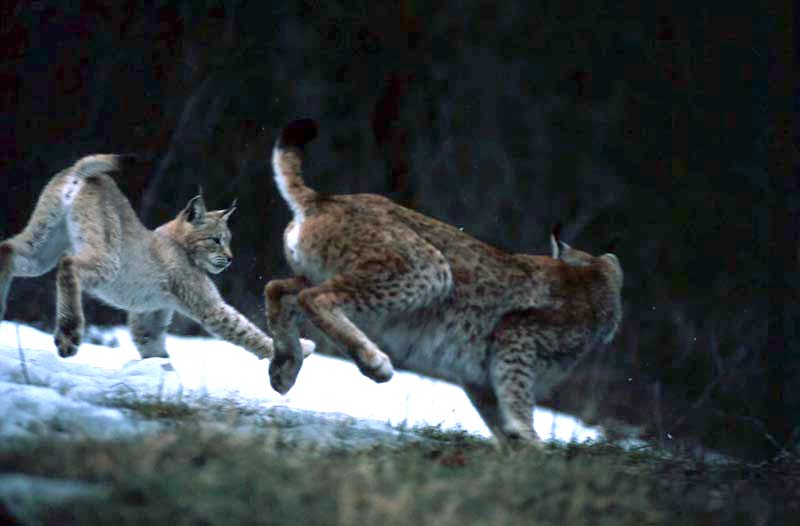 lince e linciotto sequenza gioco appennino anno 2004