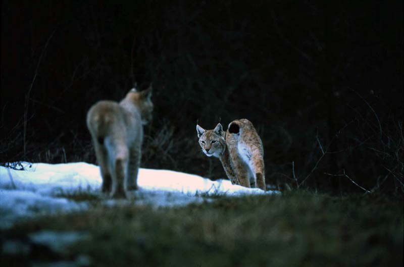 lince e linciotto sequenza gioco appennino anno 2004