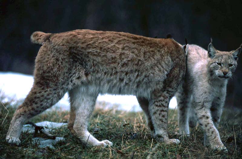 lince e linciotto sequenza gioco appennino anno 2004