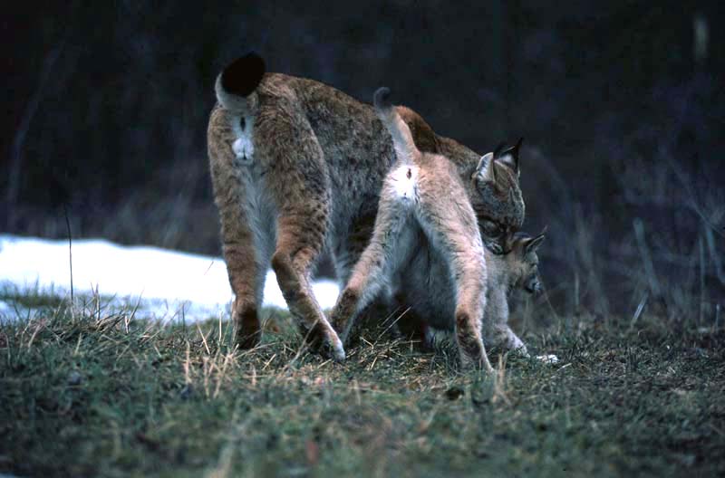 lince e linciotto sequenza gioco appennino anno 2004