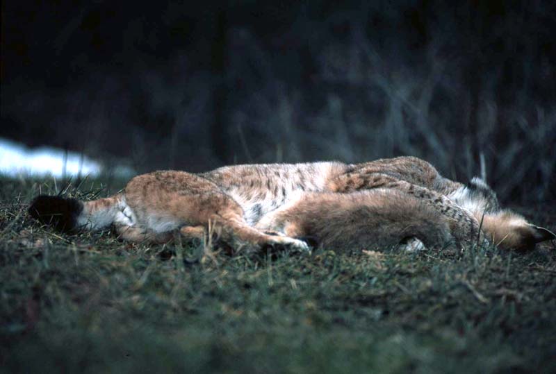 lince e linciotto sequenza gioco appennino anno 2004