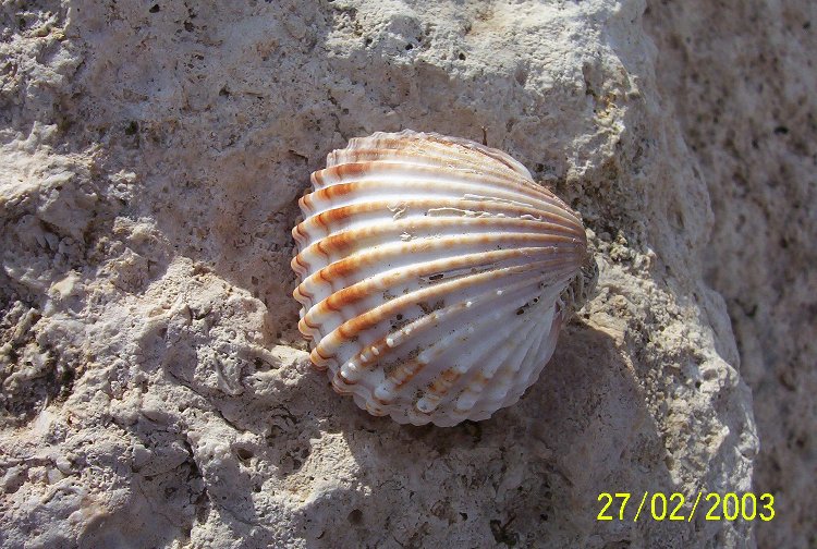 Acanthocardia tubercolata