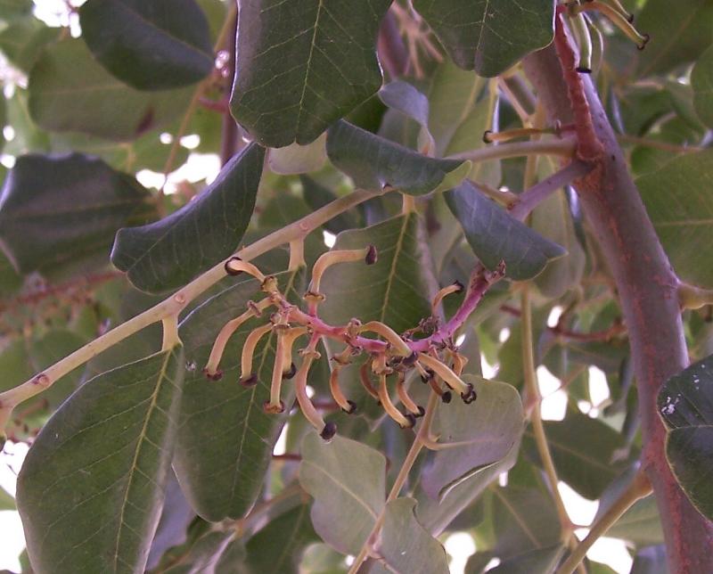 Ceratonia siliqua / Carrubo