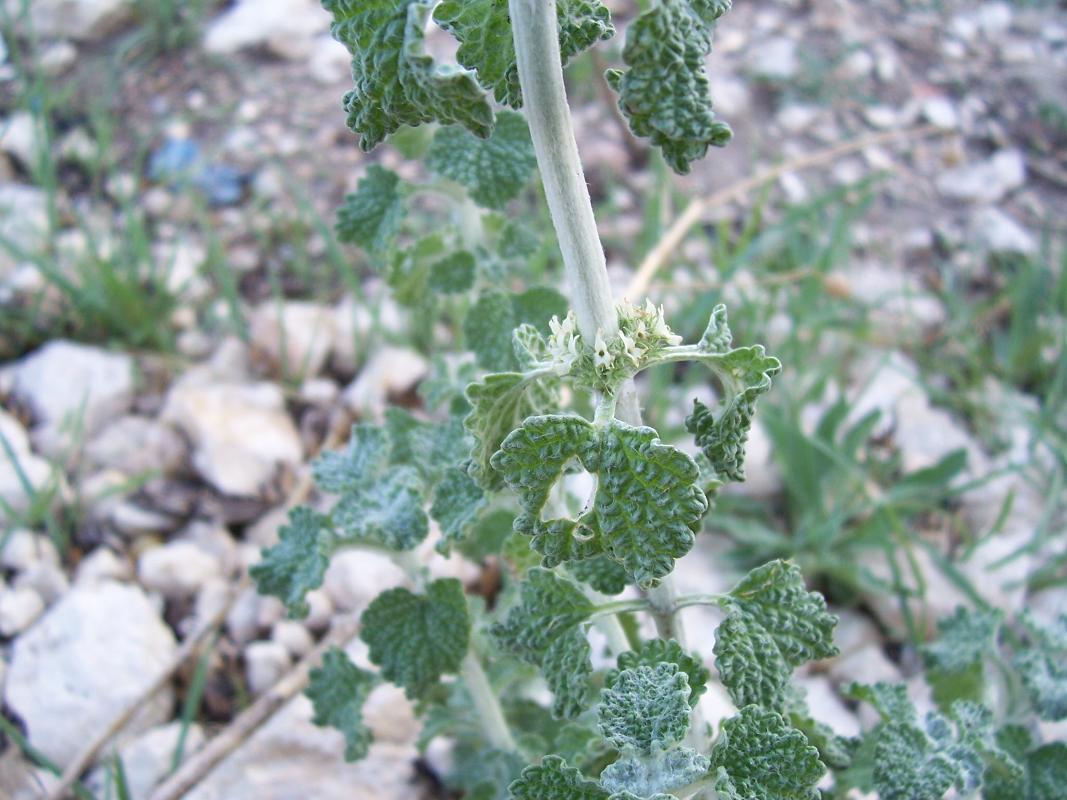 Marrubium vulgare / Marrubio comune