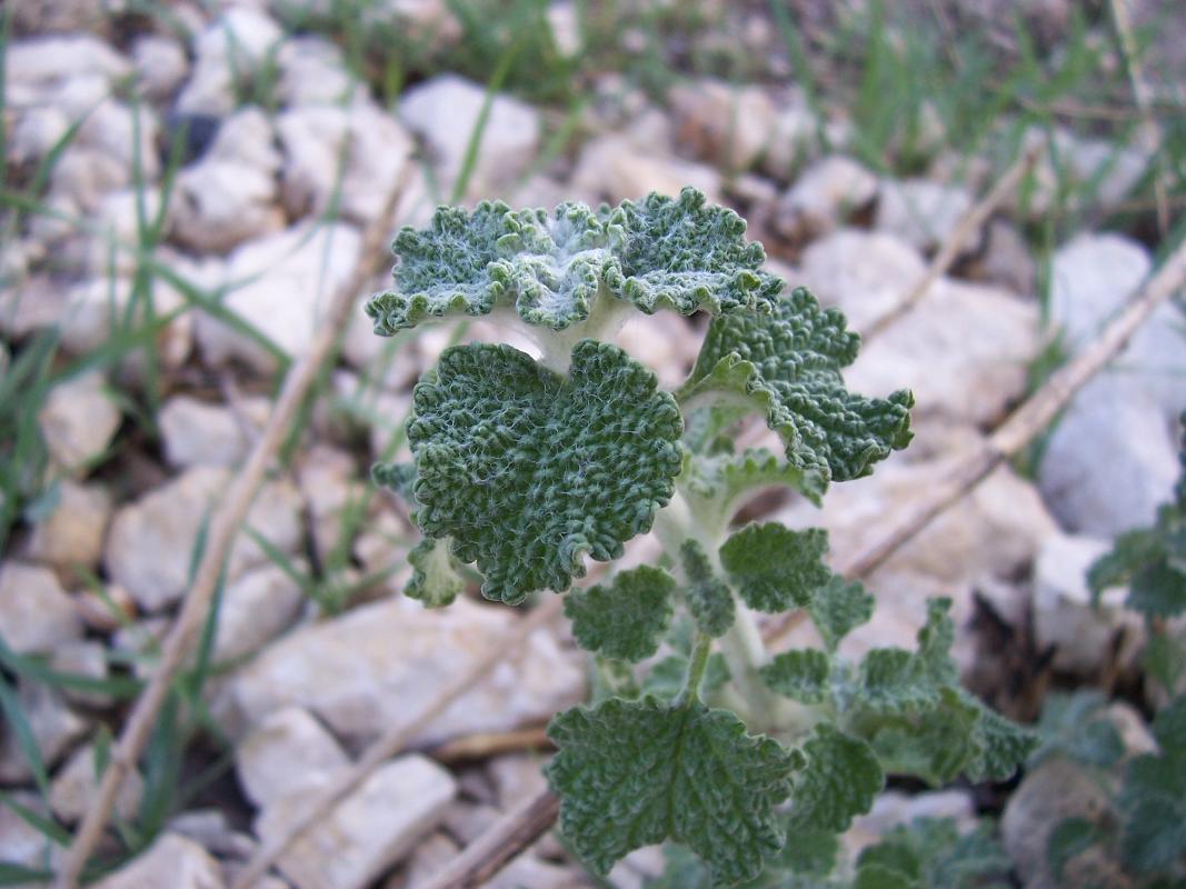 Marrubium vulgare / Marrubio comune