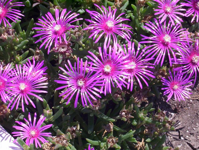Delosperma cooperii / Erba cristallina di Cooper