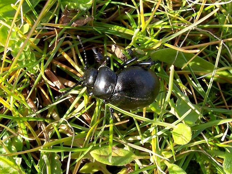 Timarcha tenebricosa