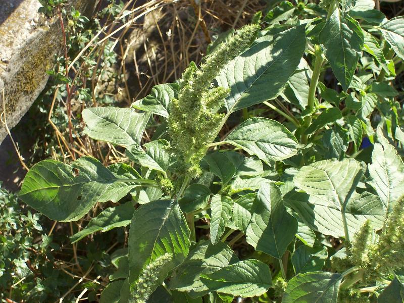 Amaranthus hybridus (gruop)