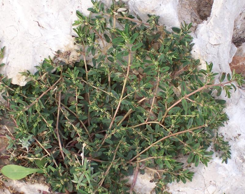 Euphorbia maculata / Euphorbia macchiata