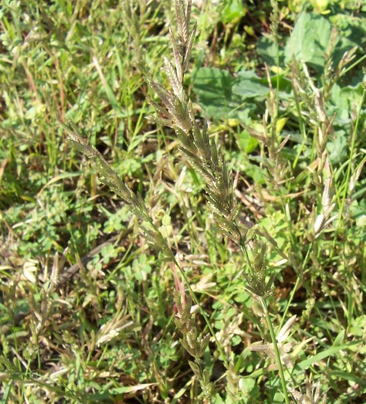 Eragrostis megastachya / Panicella maggiore