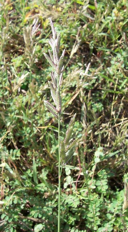 Eragrostis megastachya / Panicella maggiore