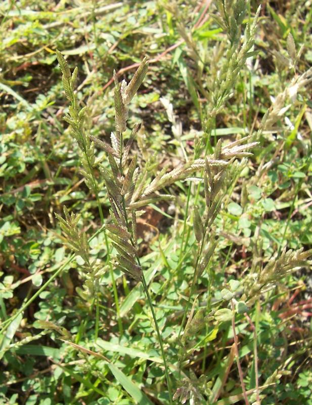 Eragrostis megastachya / Panicella maggiore