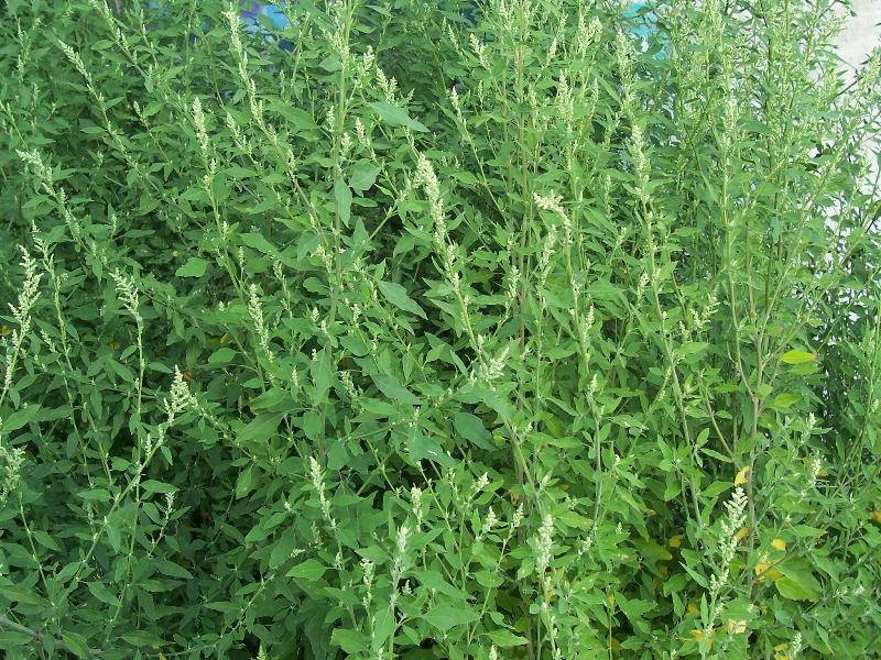 Chenopodium album (group)