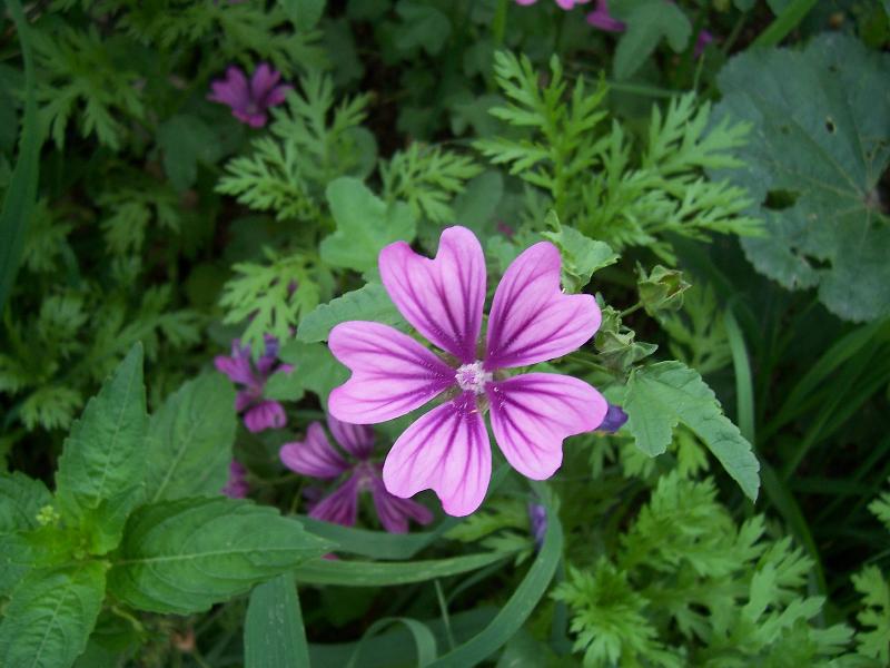 Malva sylvestris / Malva selvatica