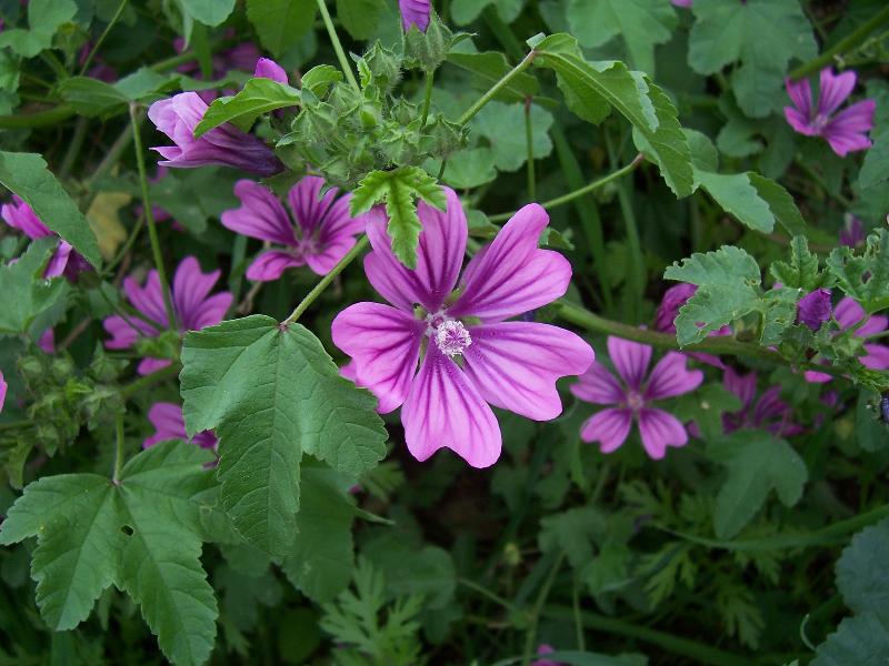 Malva sylvestris / Malva selvatica