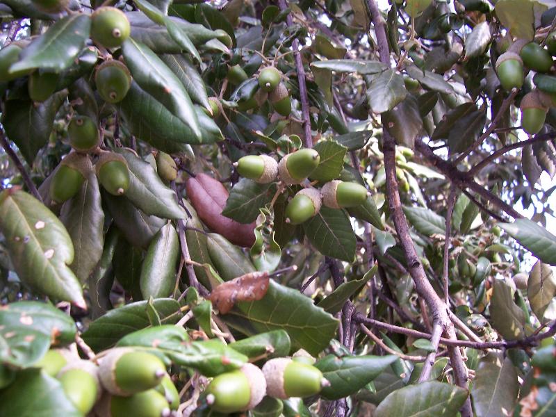 Quercus ilex / Leccio